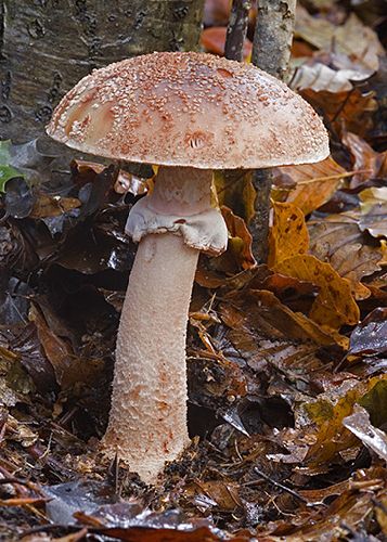 Amanita rubescens var. rubescens